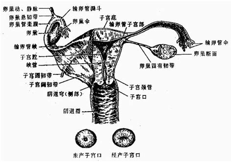 女性私密處構造|女性生殖系統、女性陰道口位置圖片